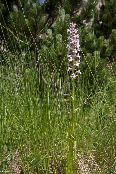 Orchidee di alta quota